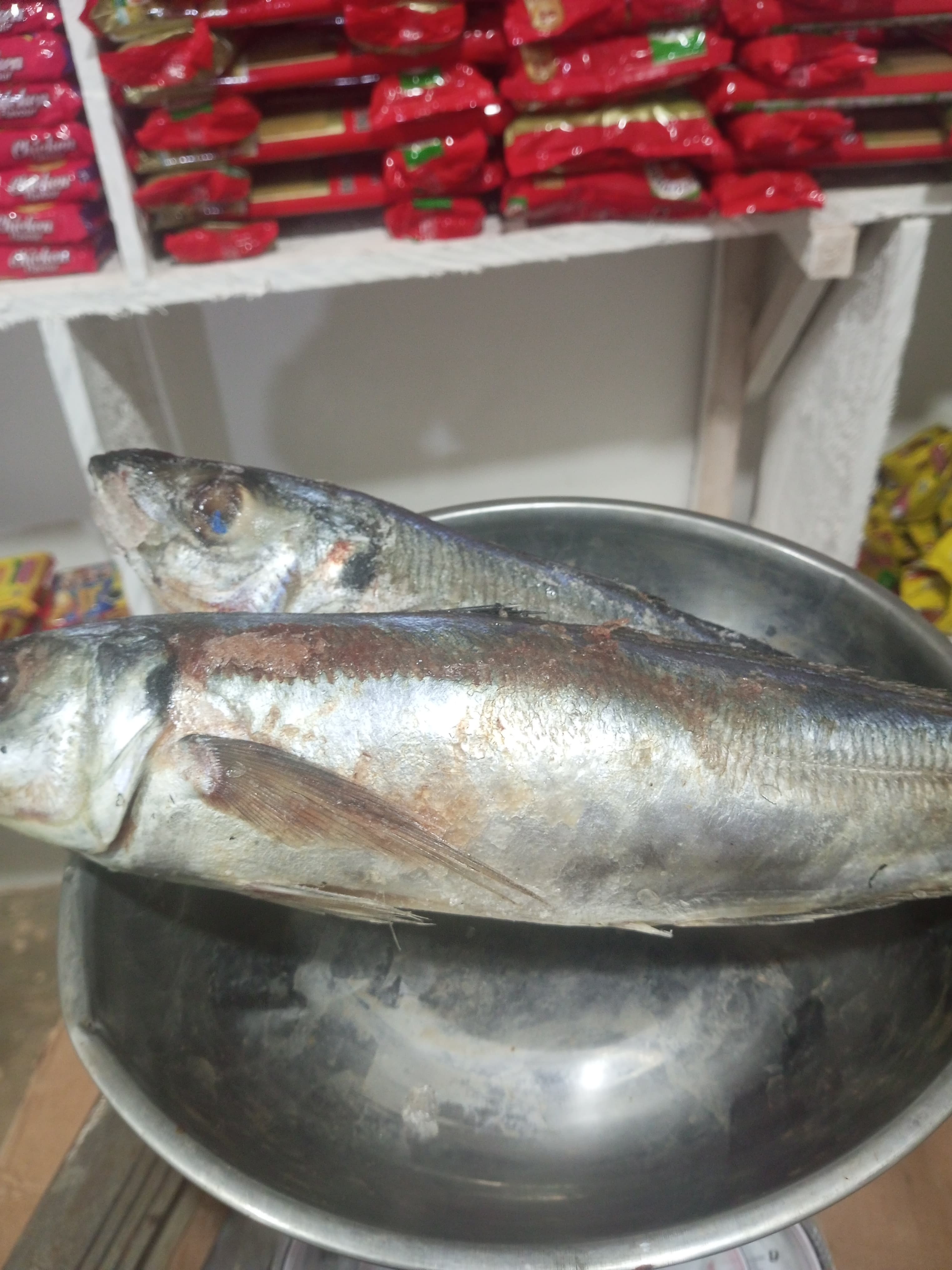 Kote fish